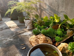 画室小花园 